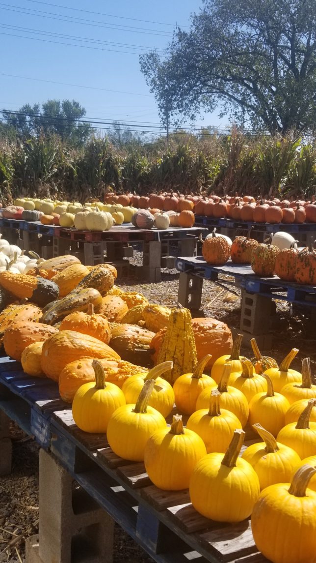 See What's New At Beaver County Fruit and Garden Center [Video