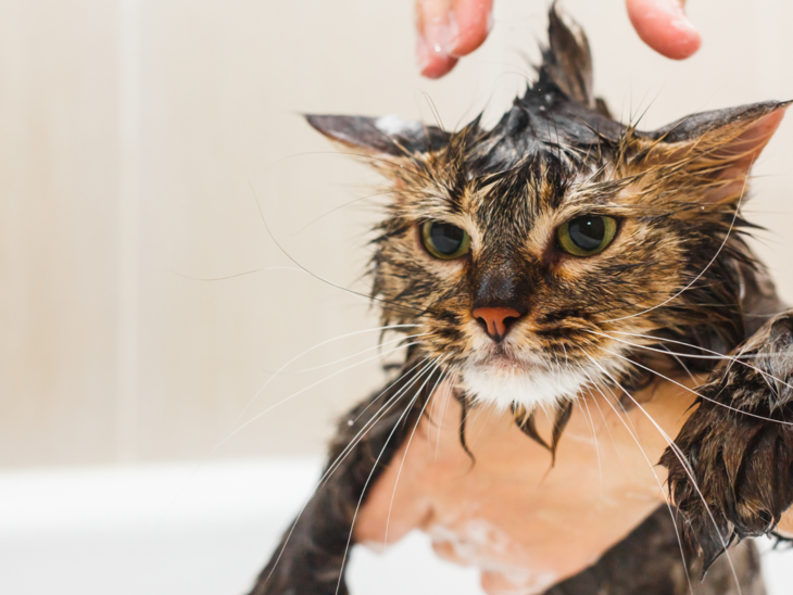 Estética Felina ‧ Bicho Locko