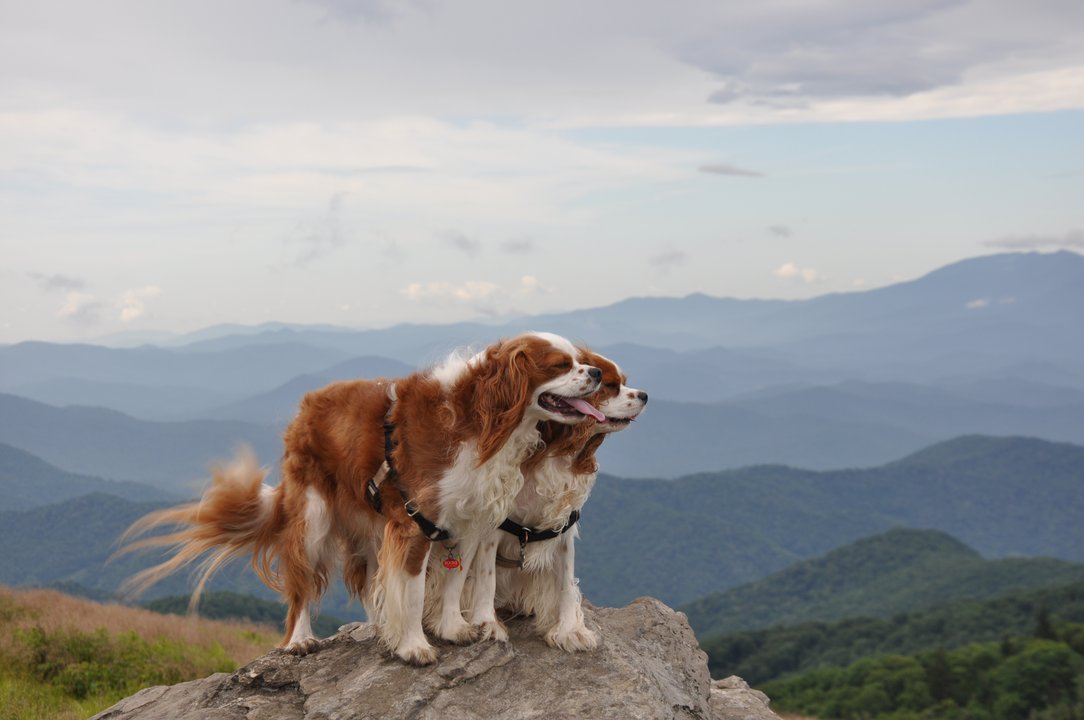 Are Dogs Allowed In The Blue Mountains