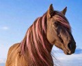 wild konik