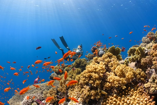 Coarl Reef - Unsplash.com 