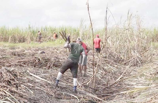GuySuCo could become a hub of rural development