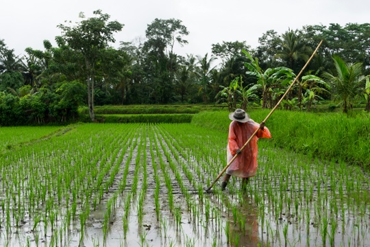 Rica farmer -unsplash.com 