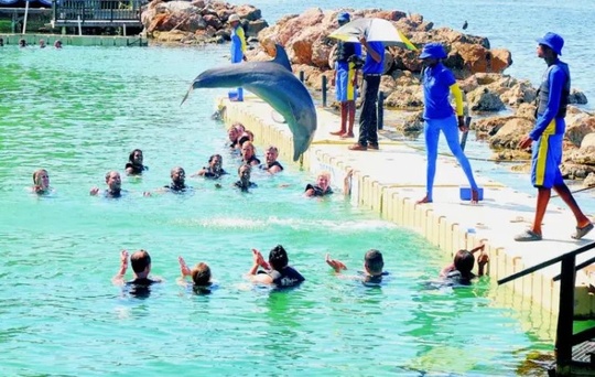 Visitors enjoying the popular Dolphin Cove attraction in St Ann.