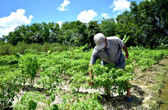 Gov’t opening up 100,000 acres of land for small farmers, miners–Dr. Jagdeo says