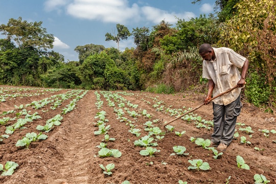 Tropical Farmer - 123RF 