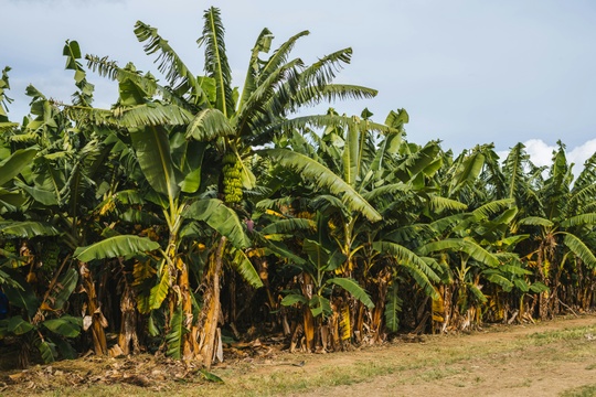 banana trees - unsplash.com 