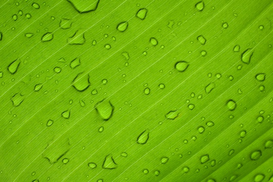 Lea fwoith dew droplets - Unsplash.com 