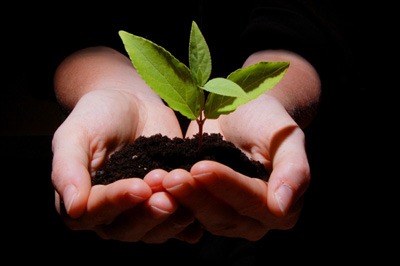Tree growing in hands