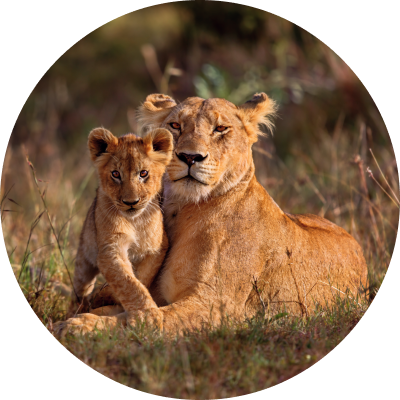 Lioness with a cub