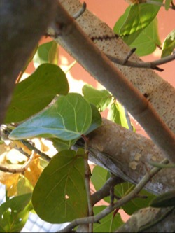 sunny_leaves