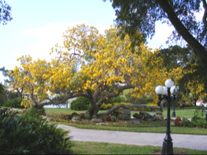 tabebuia_tree_300