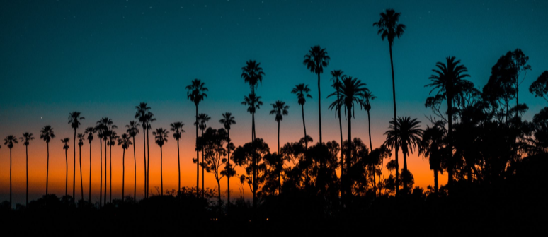 palm trees in front of a sunset