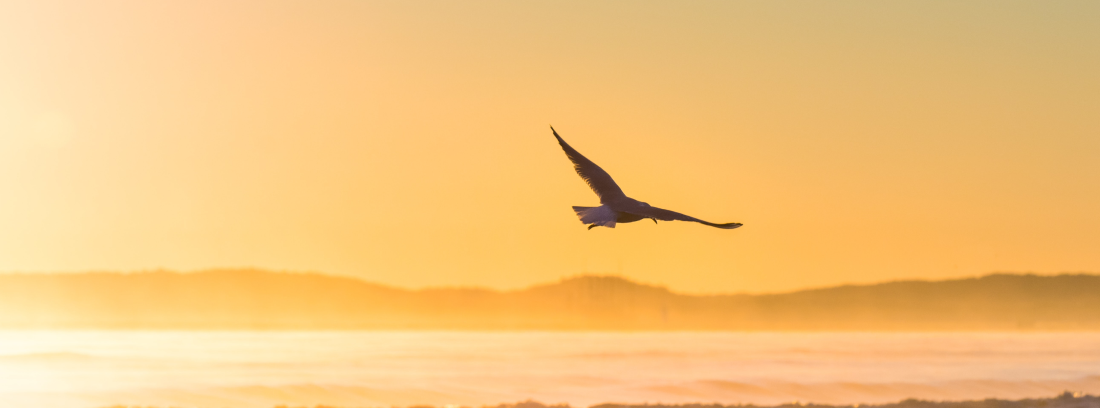 Bird flying at sunrise