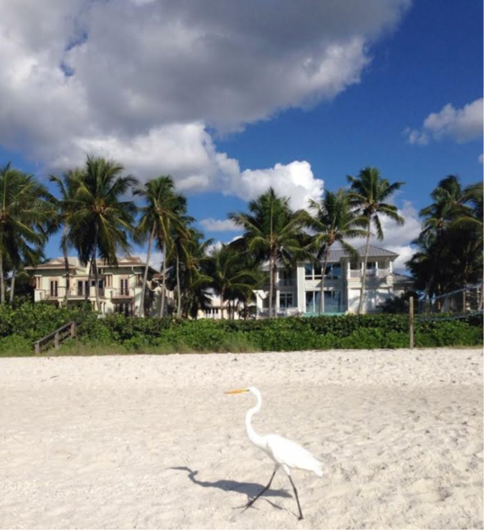 Pelican on Beach