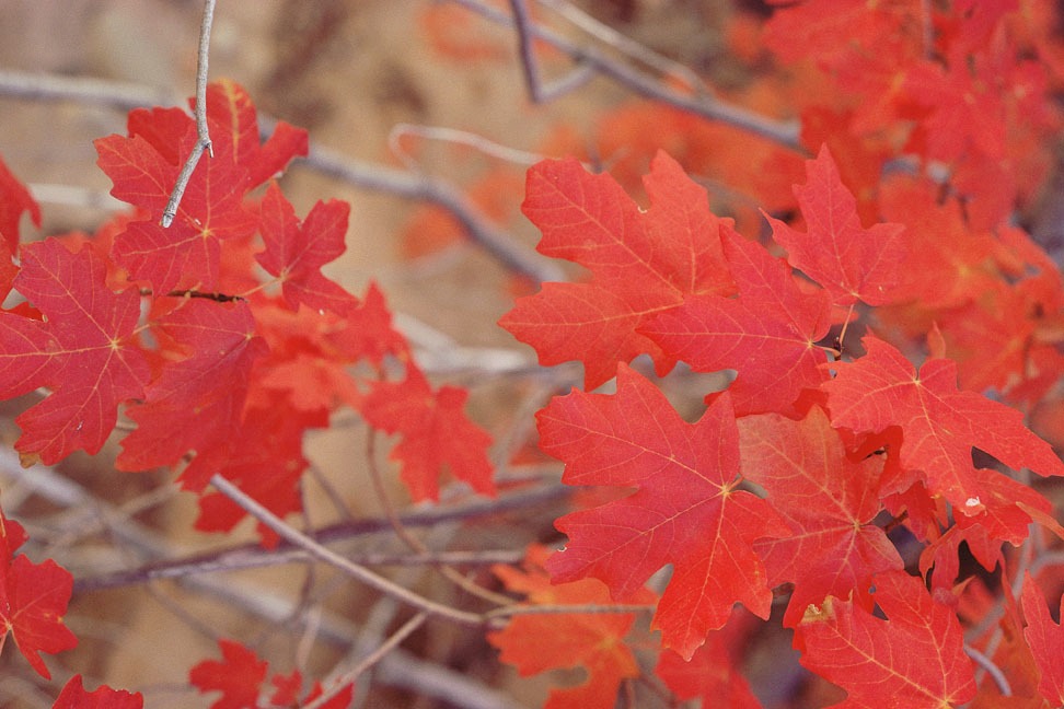 Red Leaves on a tree