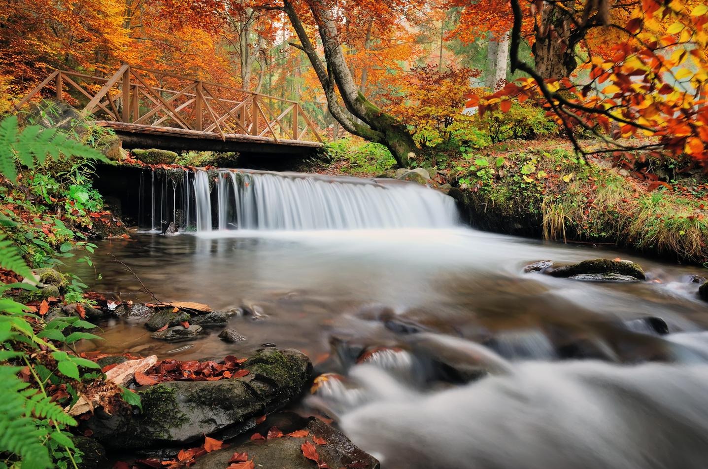 Autumn forest waterfall and rocks with yellow leaves
