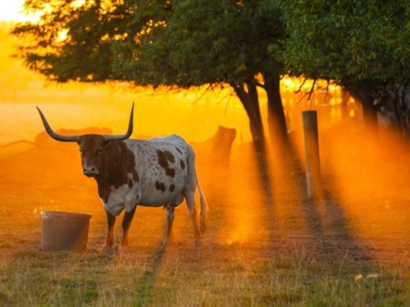 Conroe, TX