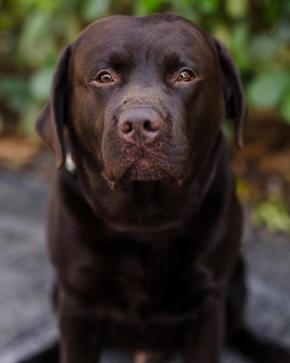Bogey_1701461871