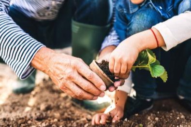 People putting a plant into a pot
