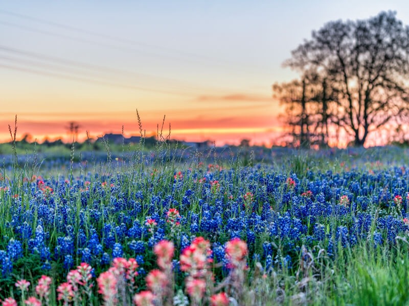 Montgomery, TX