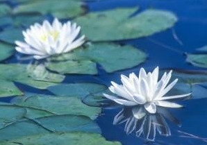 tom-wyatt-warwick-ma-artist-300x212