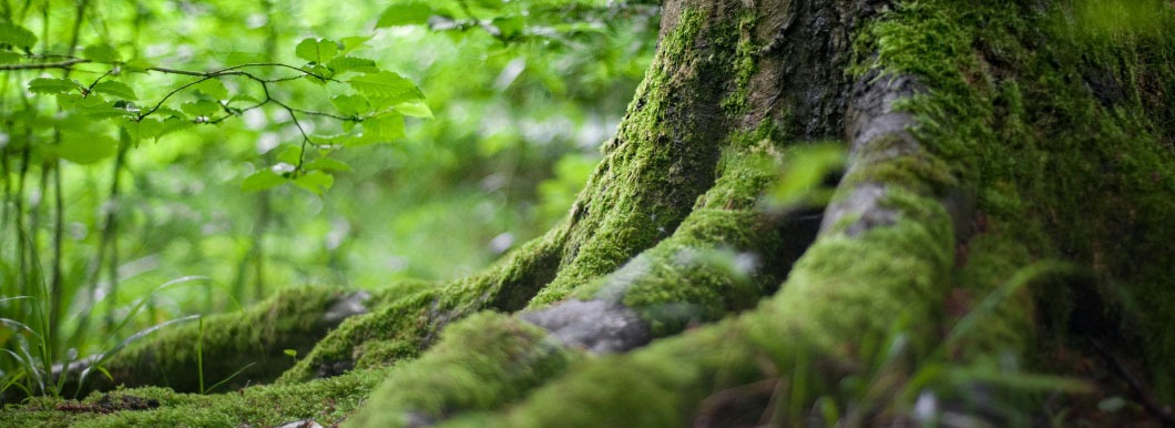 Socially Responsible Investing Services