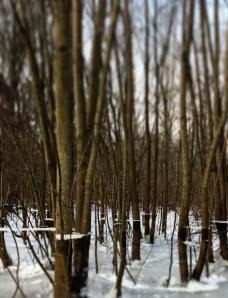 Jennifer Ablard_Trees in Winter