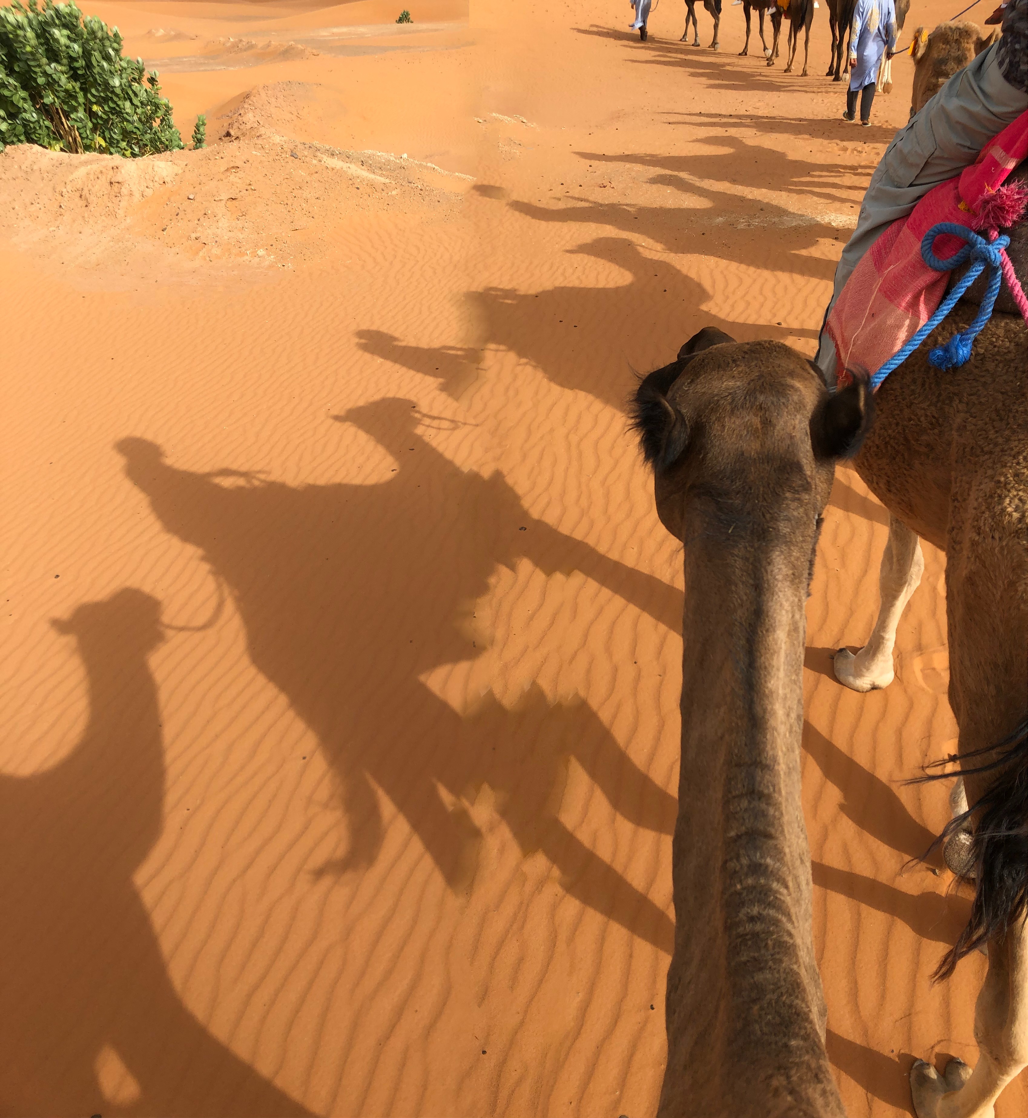 Shadows of people riding camels in Morocco
