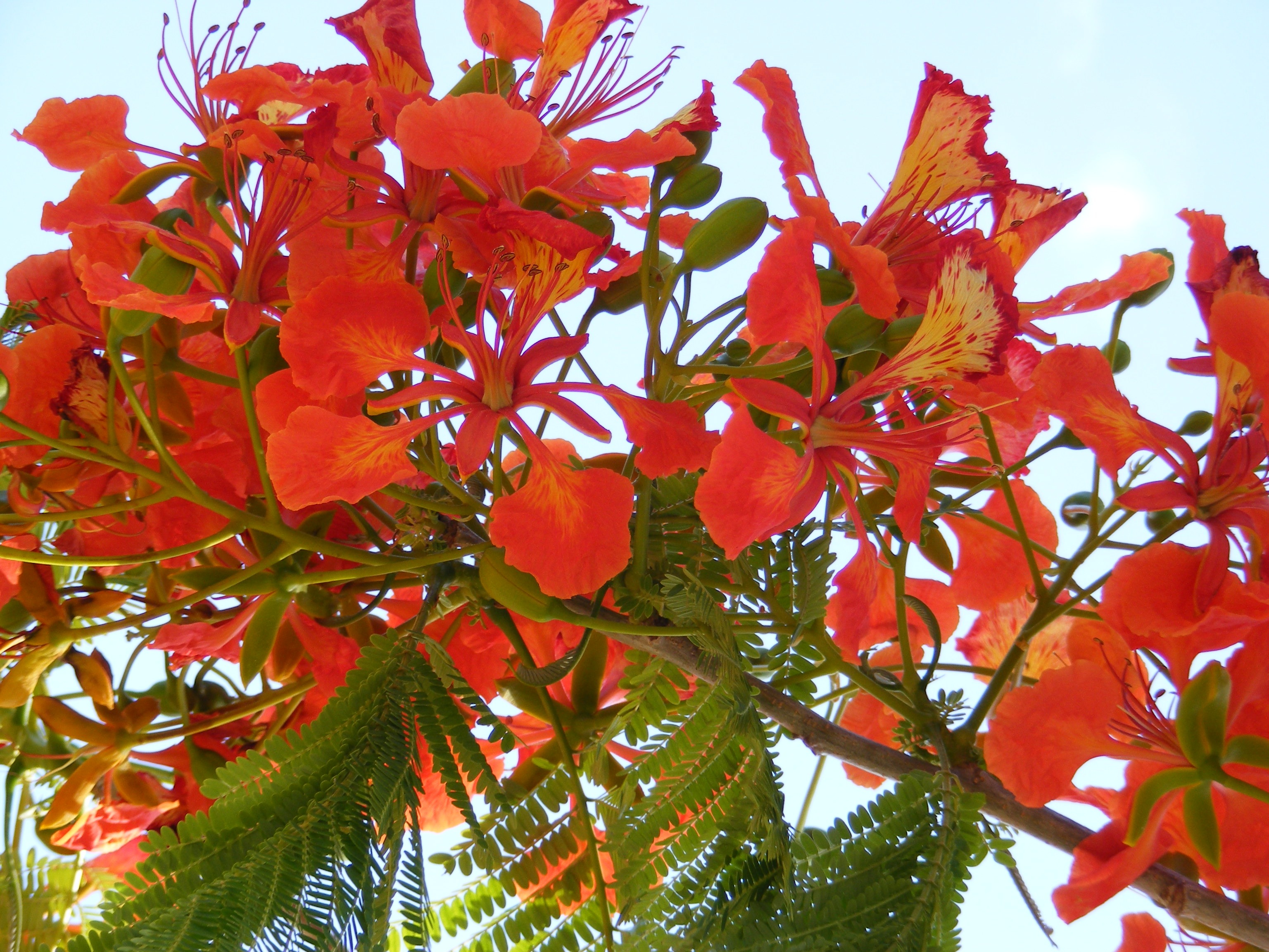 Gorgeous Royal Poincianna