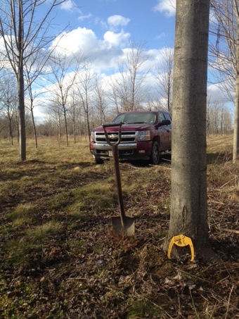 8-10" Autumn Blaze Red Maple