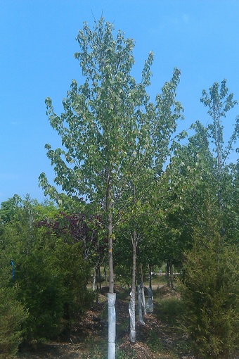 2-2.5" October Glory Red Maple in our 20 acre stock yard