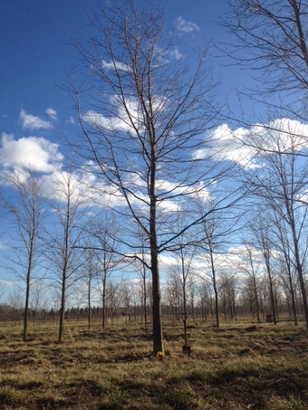 8" October Glory Red Maple