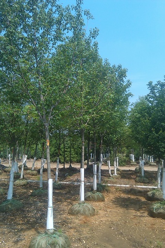 2-2.5" Red Sunset Red Maple "healed in" our 20 acre stock yard