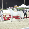 SHARJAH ARABIAN HORSE SHOW - UAE BRED