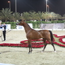 SHARJAH ARABIAN HORSE SHOW - UAE BRED