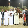 SHARJAH ARABIAN HORSE SHOW - UAE BRED