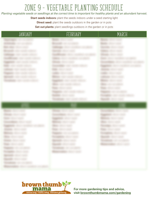 Zone 9 Vegetable Planting Guide