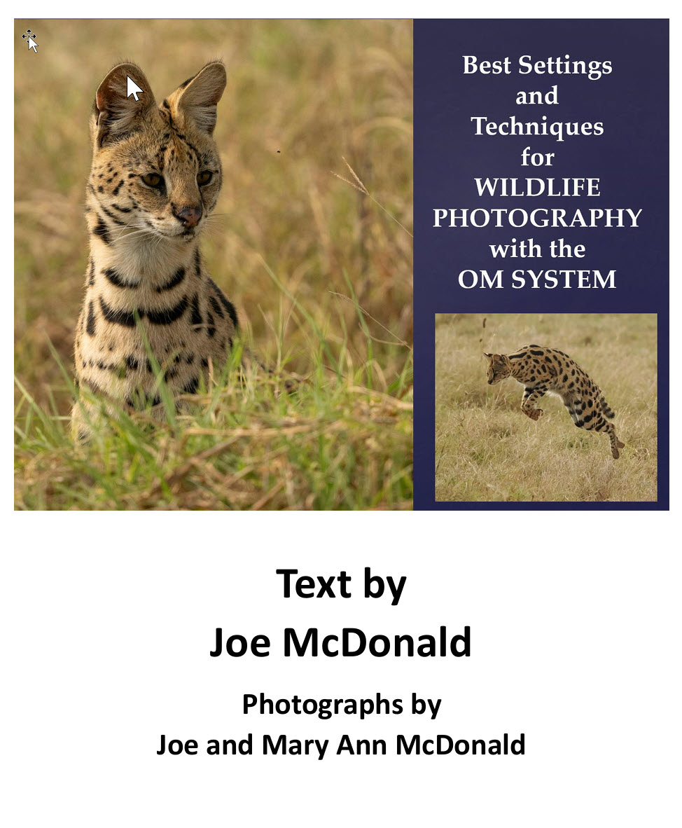 Best Settings and Techniques for Wildlife Photography