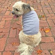 future big brother dog shirt