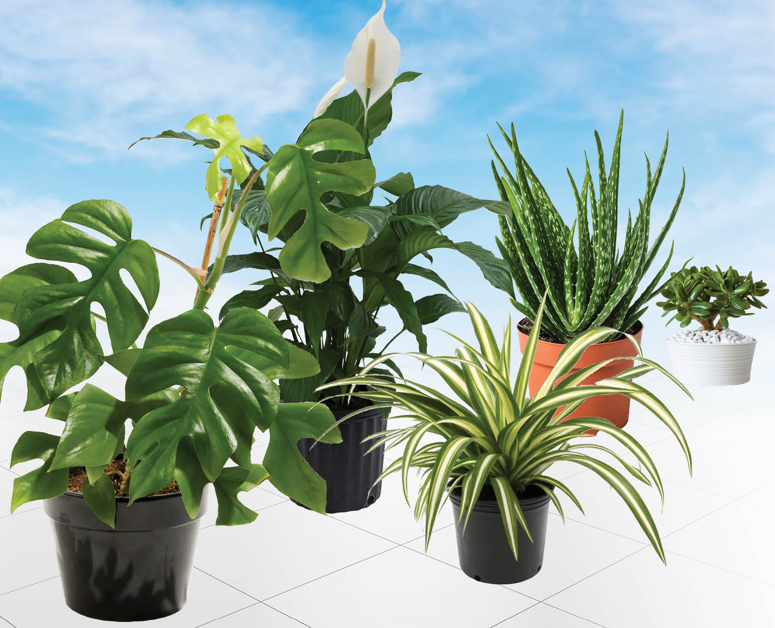 Houseplant Care and Propagation Demco Software