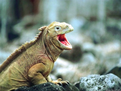 reptile