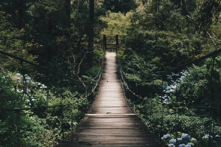 black hanging bridge surrounded by green forest trees