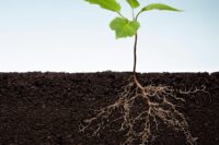 Young seedling with its roots spreading through the soil