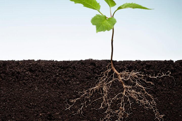 Young seedling with its roots spreading through the soil
