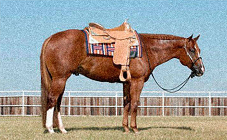 HOW BOUT THIS COWBOY