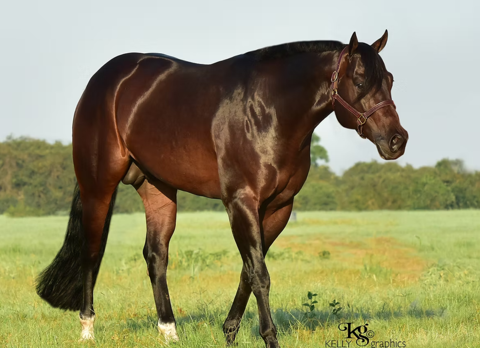 CHOCOLATE AFTER DARK