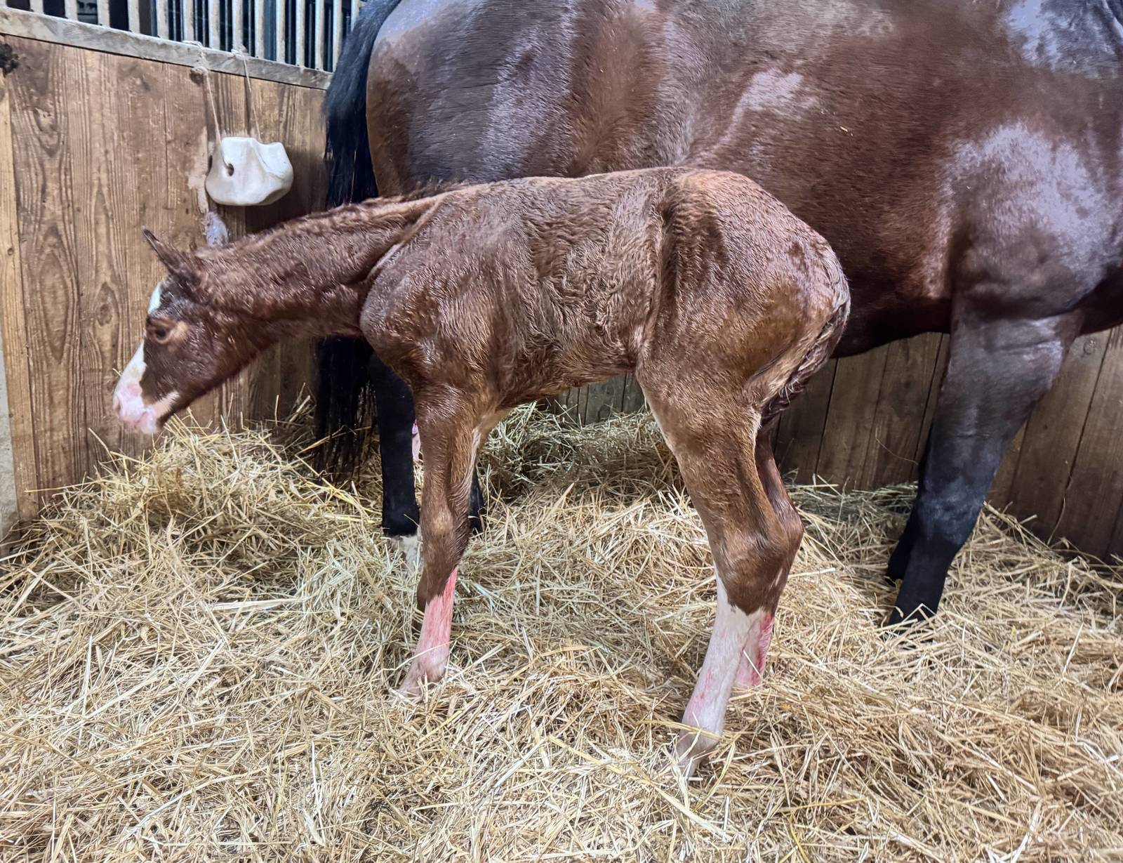 "CONOR".  2025 Colt            (AQHA name Pending ) 