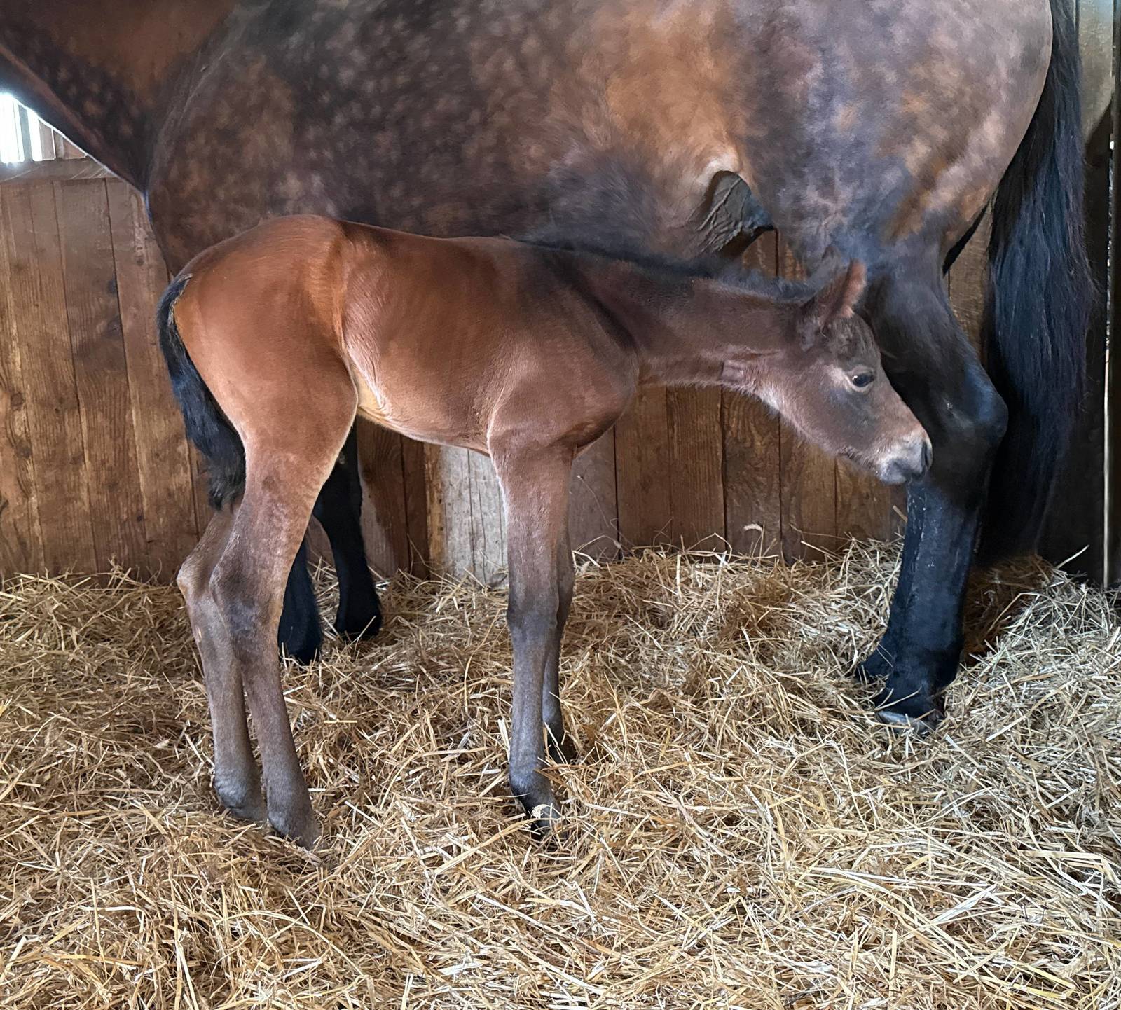 "STELLA". 2025 AQHA FILLY  (AQHA NAME PENDING ) 