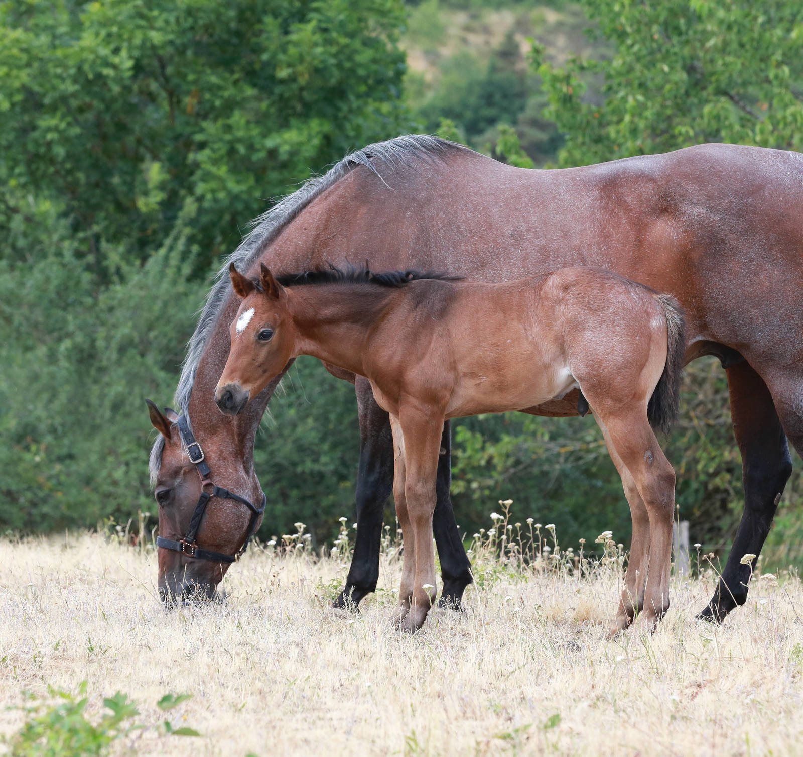 "VIGGO" official name pending 